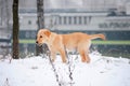 Labrador retriever puppy in the snow Royalty Free Stock Photo