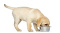 Labrador Retriever Puppy standing and eating from his dog bowl