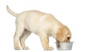 Labrador Retriever Puppy standing and eating from his dog bowl