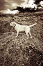A labrador retriever puppy standing on a hill Royalty Free Stock Photo