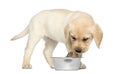 Labrador Retriever Puppy standing and looking at a Common Chaffinch in his dog bowl, 2 months old Royalty Free Stock Photo