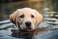 Labrador Retriever puppy swimming in a pool of water. AI Generated