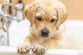 Labrador retriever puppy is taking shower at home Royalty Free Stock Photo