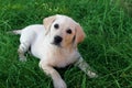 Labrador Retriever Puppy tombed perrito Royalty Free Stock Photo