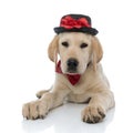 Labrador retriever puppy wearing hat and bowtie is lying down Royalty Free Stock Photo