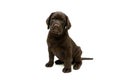 Labrador retriever puppy on a white background Royalty Free Stock Photo