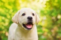 Labrador retriever puppy in the yard Royalty Free Stock Photo