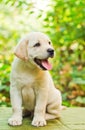 Labrador retriever puppy in the yard Royalty Free Stock Photo