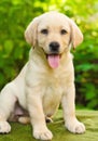 Labrador retriever puppy in the yard Royalty Free Stock Photo