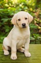 Labrador retriever puppy in the yard Royalty Free Stock Photo