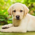 Labrador retriever puppy in the yard Royalty Free Stock Photo