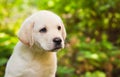 Labrador retriever puppy in the yard Royalty Free Stock Photo