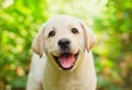 Labrador retriever puppy in the yard