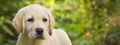 Labrador retriever puppy in the yard banner Royalty Free Stock Photo