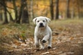 Labrador retriever puppy