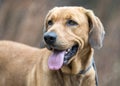 Red Retriever Hound duck hunting dog panting Royalty Free Stock Photo