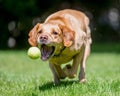 Labrador Retriever running towards camera about to catch a ball