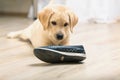 Labrador retriever with shoe in his mouth Royalty Free Stock Photo