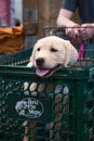 Labrador Retriever in shopping cart