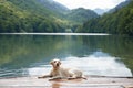 Labrador Retriever sits peacefully on a wooden dock, contemplating the water Royalty Free Stock Photo