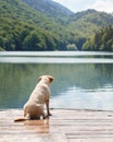 Labrador Retriever sits peacefully on a wooden dock, contemplating the water Royalty Free Stock Photo