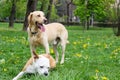 Labrador retriever and Staffordshire terrier dogs, portrait, sunny day