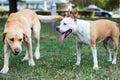 Labrador retriever and Staffordshire terrier dogs, portrait, sunny day