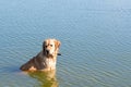 Labrador Retriever standing in the lake. Summer day.funny dog labrador retriever playing in the water on a sunny day Royalty Free Stock Photo