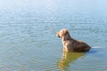 Labrador Retriever standing in the lake. Summer day.funny dog labrador retriever playing in the water on a sunny day Royalty Free Stock Photo