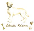 Labrador Retriever standing and looking with inscription, bone and paw imprints design elements, hand painted watercolor