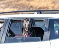 Labrador Retriever sticking his head out car window.