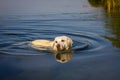 Labrador retriever swim in lake at summer Royalty Free Stock Photo