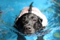 Labrador Retriever swimming.