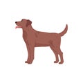 Labrador retriever vector flat illustration, cute friendly standing pet tongue hanging out, brown dog side view isolated Royalty Free Stock Photo