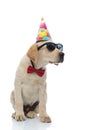 Labrador retriever wearing red bow tie, sunglasses  and party hat Royalty Free Stock Photo