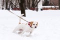 Dog with ill eyes pulling leash walking at winter park Royalty Free Stock Photo