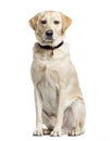 Labrador Retriever, 4 years old, isolated on white