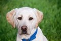 Labrador Retriever Royalty Free Stock Photo