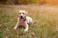 Labrador retriever yellow dog in autumn forest. Walk dog concept Royalty Free Stock Photo