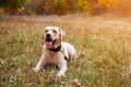 Labrador retriever yellow dog in autumn forest. Walk dog concept Royalty Free Stock Photo
