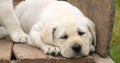 Labrador Retriever, Yellow Puppy sleeping in a Wheelbarrow, Normandy in France Royalty Free Stock Photo