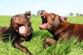 Two brown labrador retrievers lie in the garden and play dangerously with their mouths open