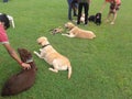 Labrador retrievers waiting for dog show