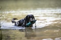 Labrador retrieving a dummy from the river