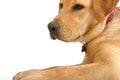 Labrador retriver Royalty Free Stock Photo