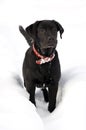 Labrador retriver -black puppy in deep snow Royalty Free Stock Photo