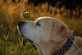 Labrador retriver Royalty Free Stock Photo