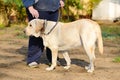 Labrador retriver in park with owner Royalty Free Stock Photo
