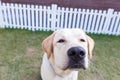Labrador retriver smelling in the garden Royalty Free Stock Photo