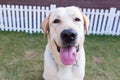 Labrador retriver smiling in the garden